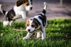 600_puppies-playing-with-stick.jpg