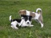 Two-Cute-Canaan-Puppies-Playing-In-Garden.jpg