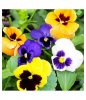 Green-Terrace-Pansy-Flower-Seeds-SDL171858487-1-4d6f9.jpg