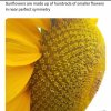 sunflower.jpg