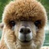 SmilingLlama